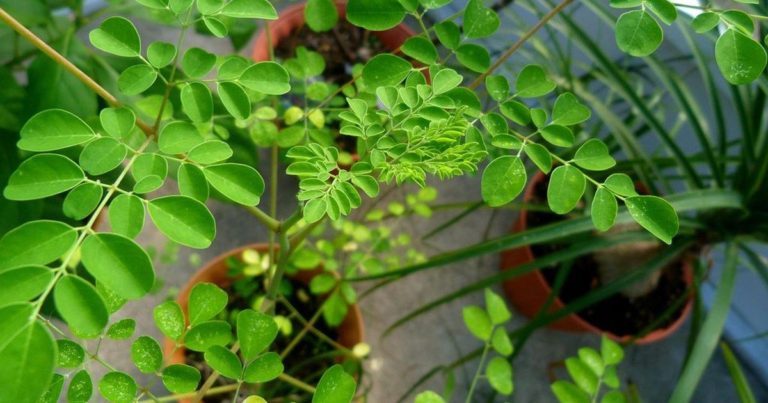 Moringa and Hepatitis