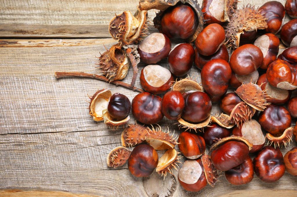 horse chestnut, medicinal plants to treat varicocele naturally