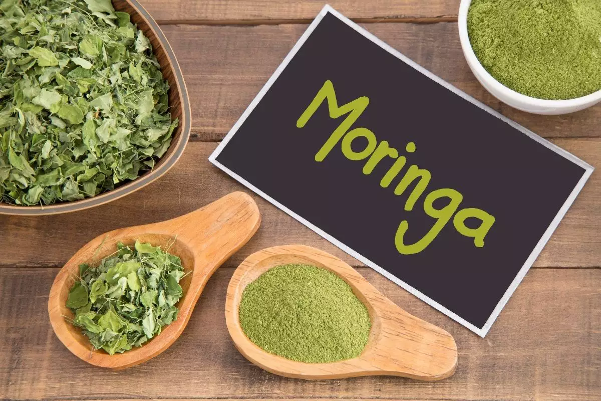 MORINGA sur lhepatite b 1