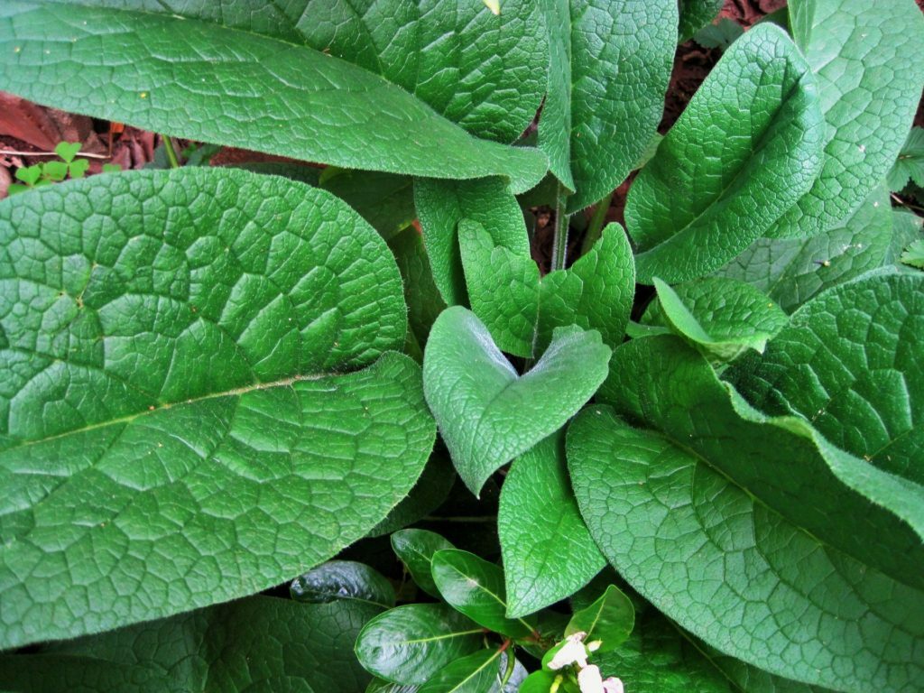 Lesser comfrey