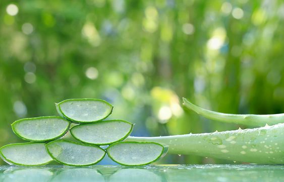 guava leaves and hepatitis b