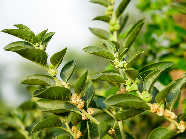 Ashwagandha Plant