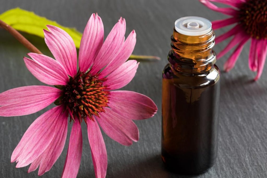 echinacea flower next to essential oil bottle 2