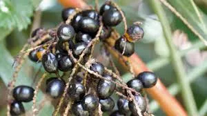 saw palmetto for male fertility