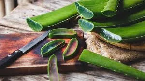 How to Use Aloe Vera for Eczema and Acne: Benefits and Detailed Guide 2024