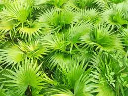 saw palmetto for male fertility