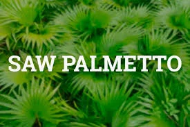 saw palmetto for male fertility