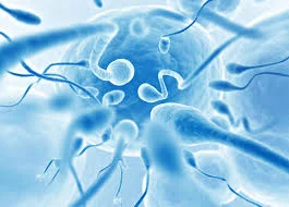 Ginseng Remedy and Benefits for Male Fertility