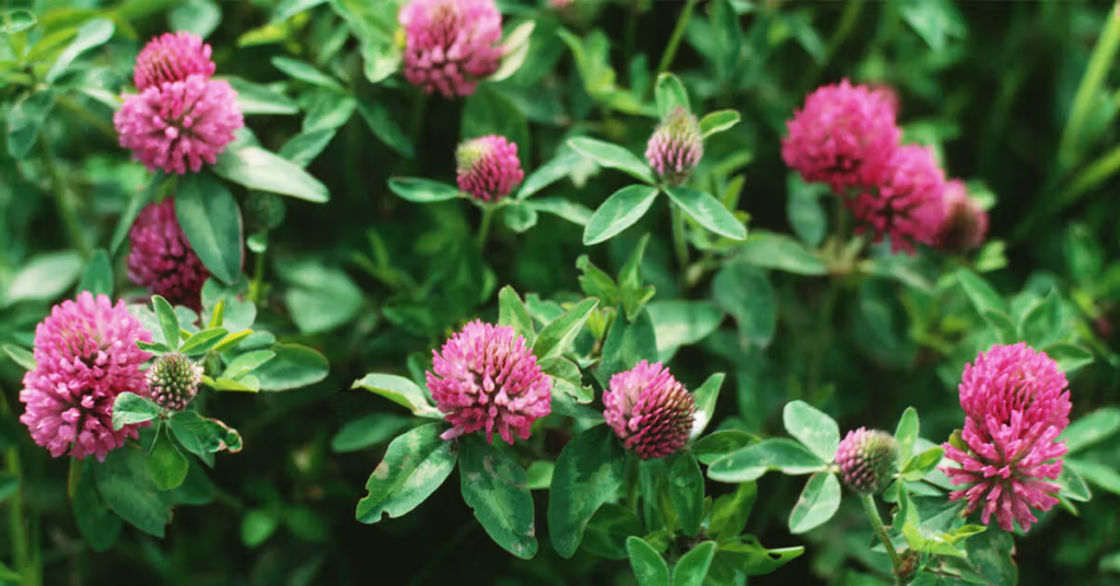 red clover menopause leafs