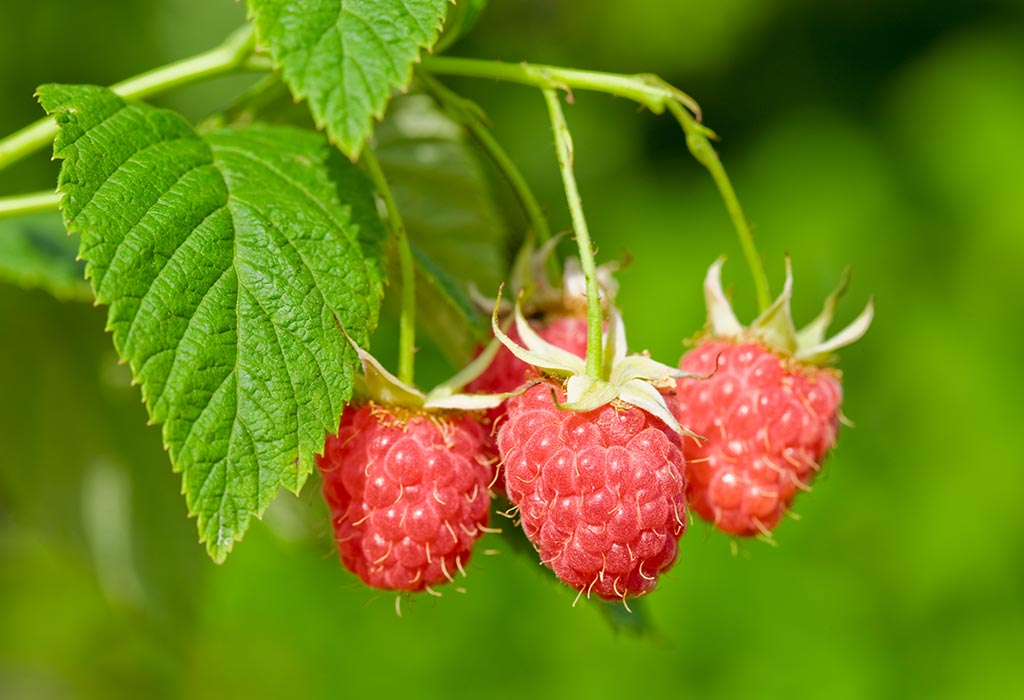 Red Raspberry Leaf for Fertility