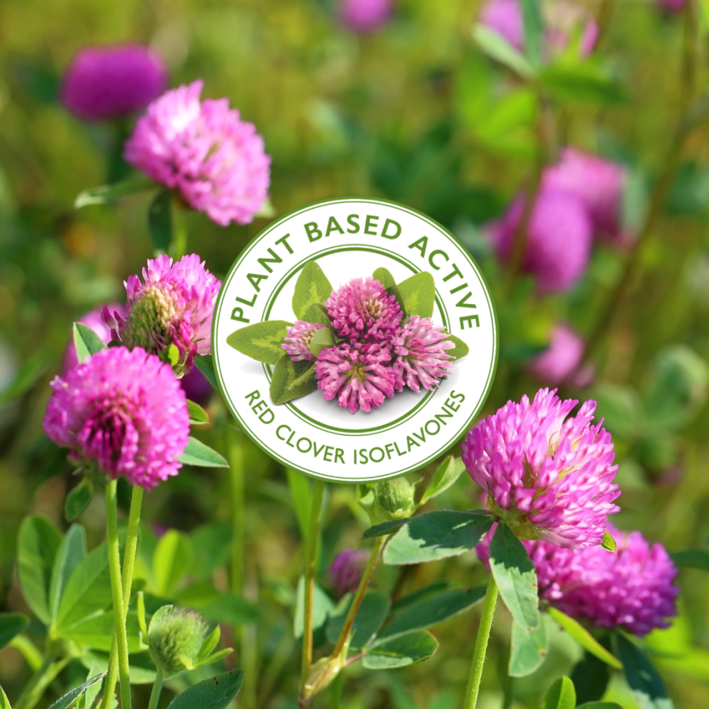 red clover plant